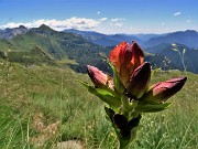 Bocchetta di Budria-Monte Azzaredo ad anello fiorito-10lu22 - FOTOGALLERY